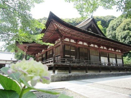 長弓寺の紫陽花