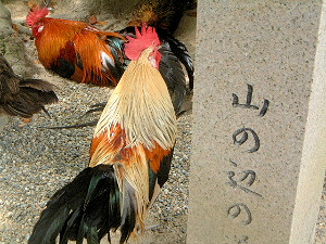 石上神宮の鶏