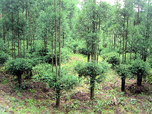 森林吸収源対策