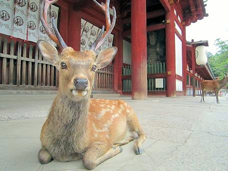 東大寺中門の鹿