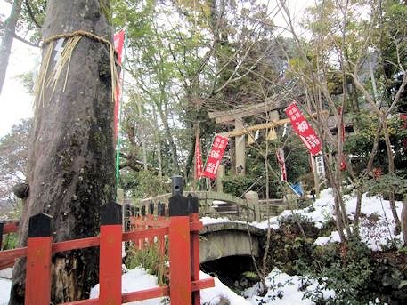 熊野若王子神社の梛の木