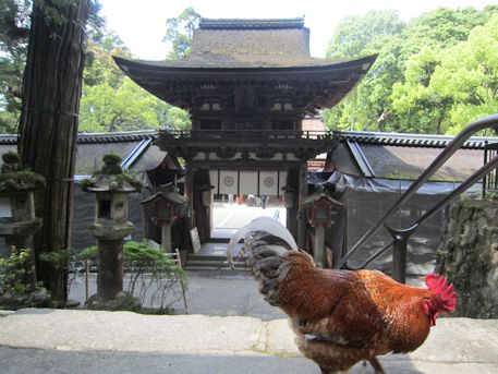 石上神宮楼門と鶏