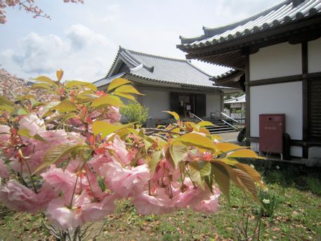 橘寺聖倉殿と八重桜