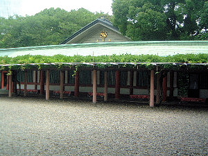 山王日枝神社の藤棚
