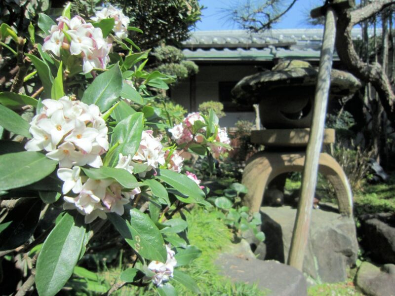 香り高い沈丁花 中庭に開花 奈良の宿大正楼