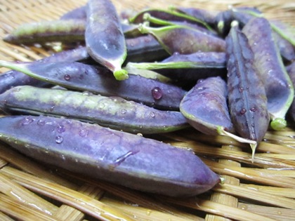 紫色の莢 ツタンカーメン豌豆の豆ご飯 奈良の宿大正楼