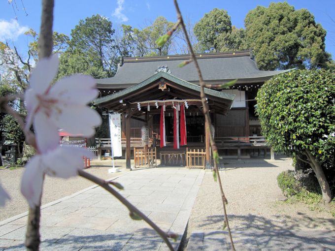 三輪坐恵比須神社の桜