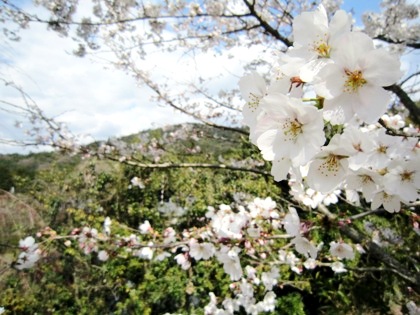 三輪山の桜