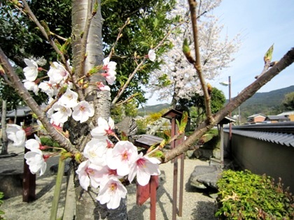 飛鳥寺の桜
