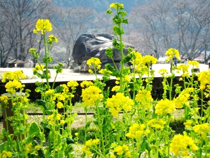 石舞台古墳の菜の花