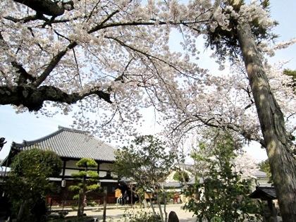 飛鳥寺の桜