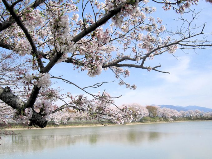 醍醐池と桜