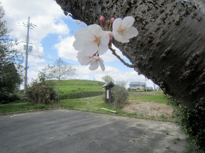 ホケノ山古墳の桜