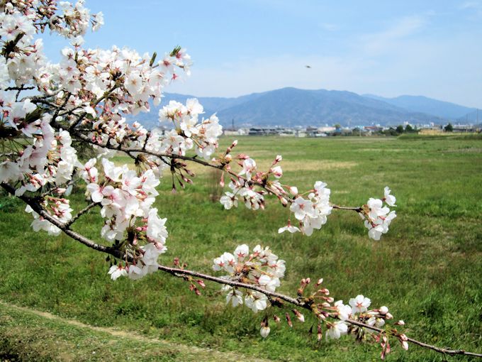 三輪山と桜