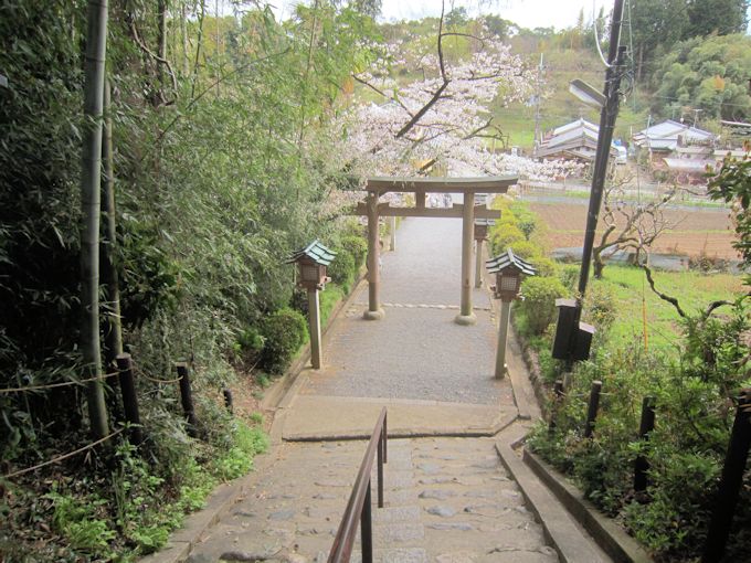 久延彦神社の桜