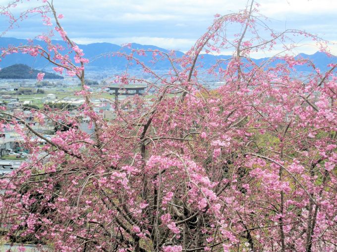 大神神社の桜