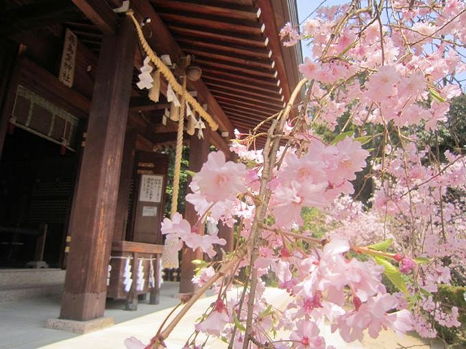 飛鳥坐神社の枝垂桜