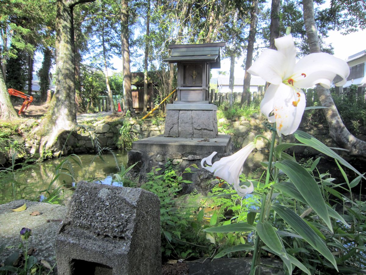 国津神社のささゆり