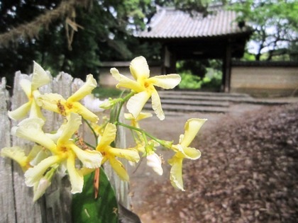 長岳寺肘切門と初夏の花