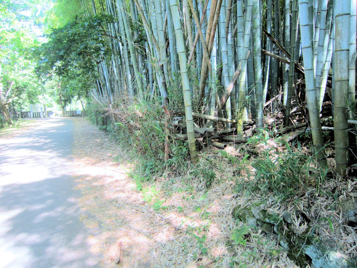 竹林の入口