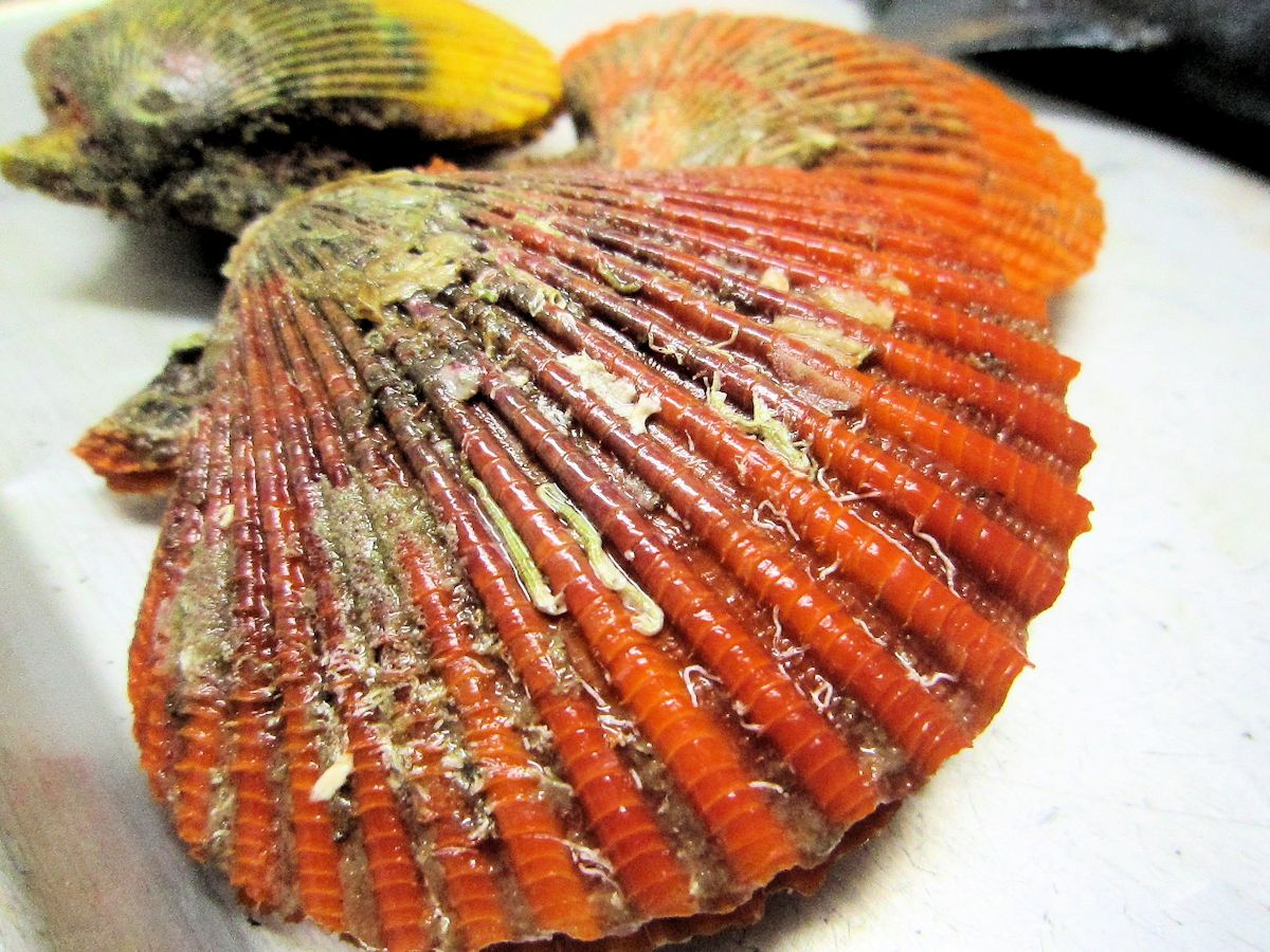 桧扇貝の貝殻