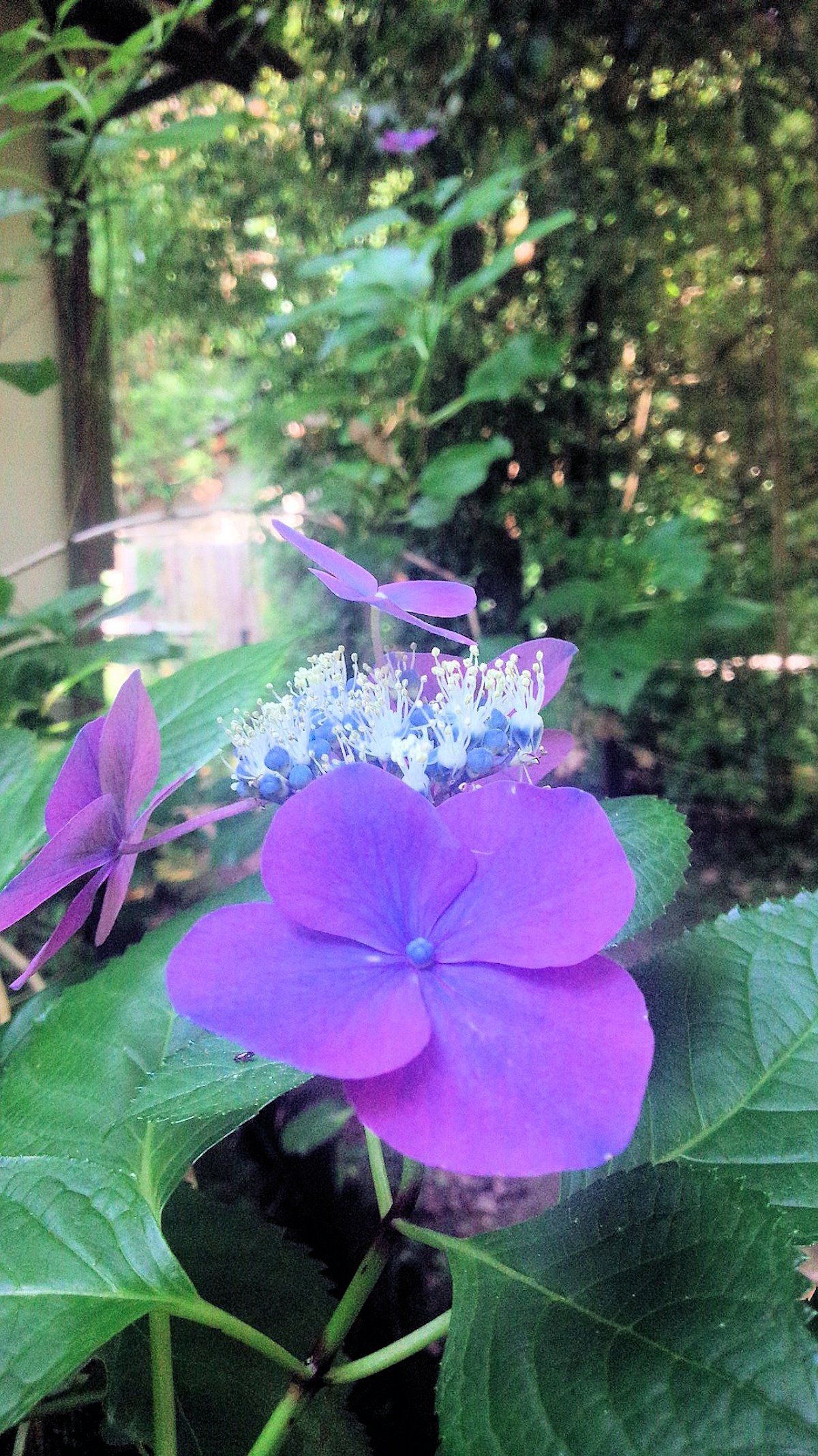三輪山麓の紫陽花