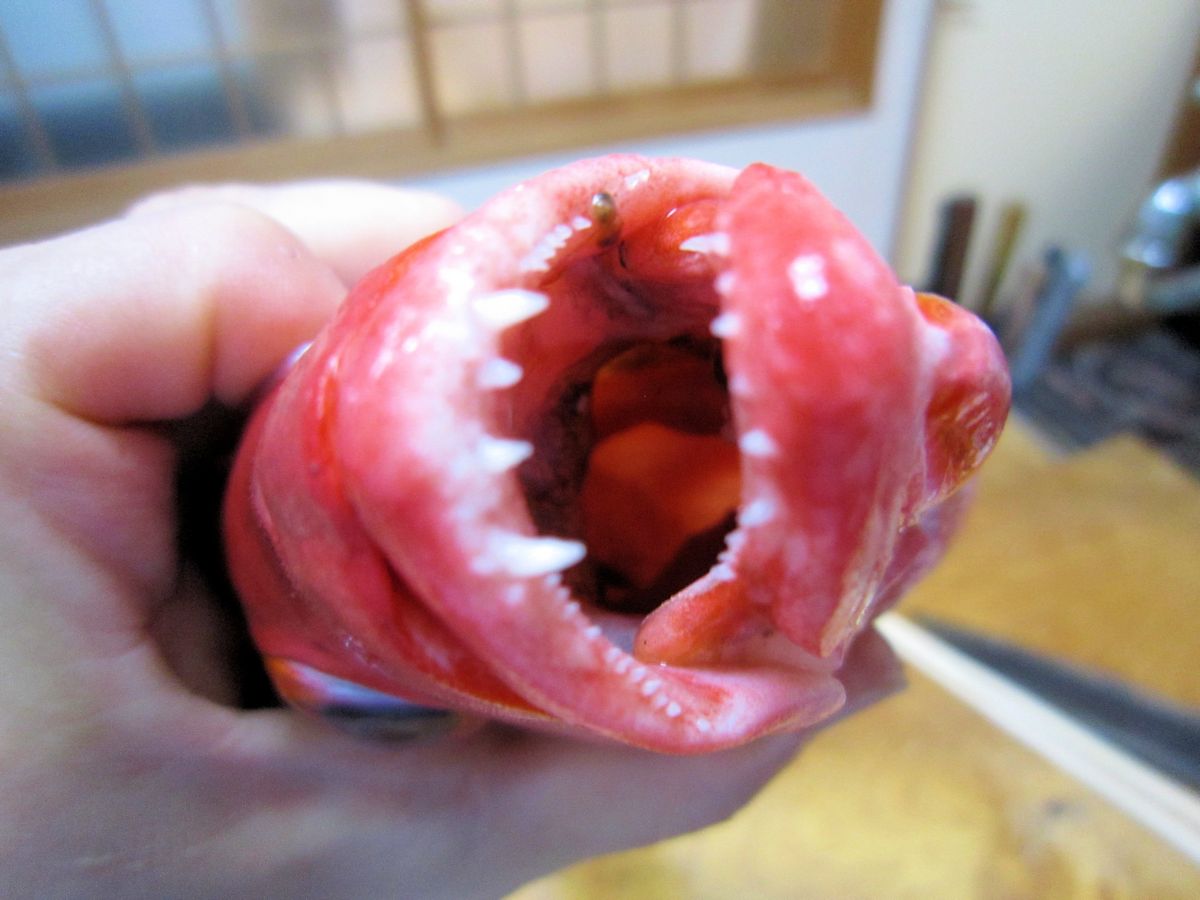 ヒメフエダイの歯