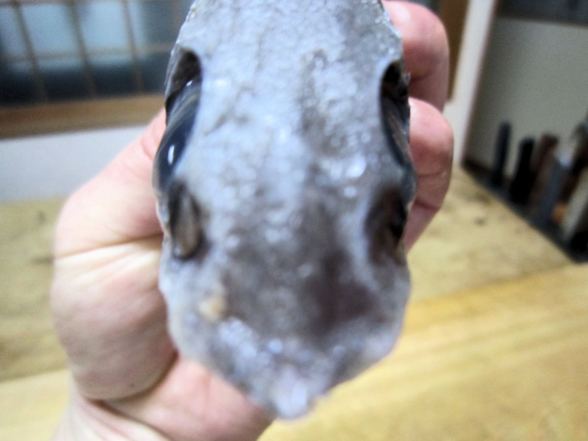 深海魚ヘリダラ