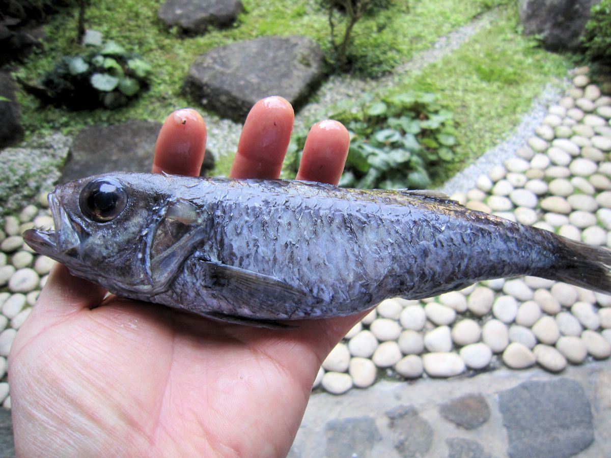 深海魚のスミクイウオ