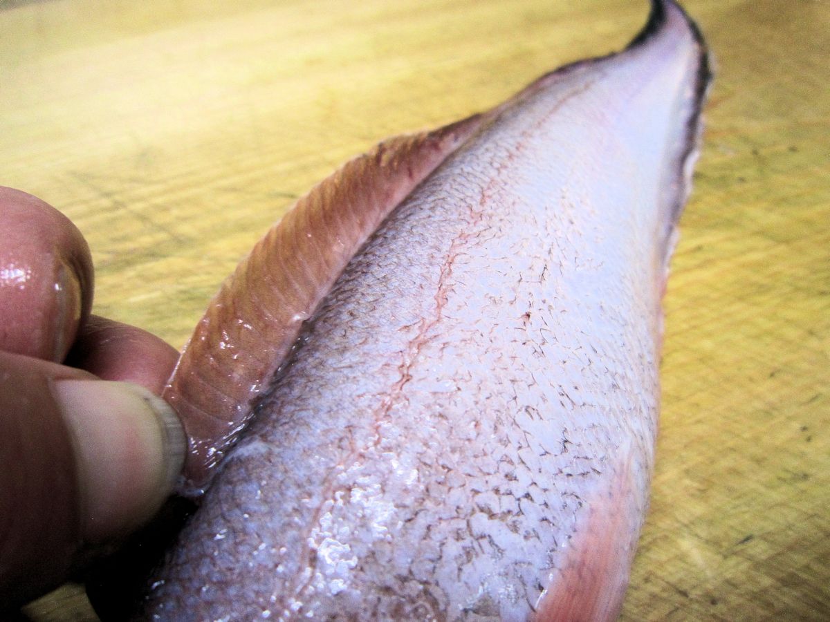 ヨロイイタチウオの背鰭