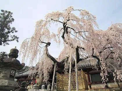 氷室神社の枝垂桜