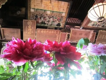 長谷寺礼堂の牡丹