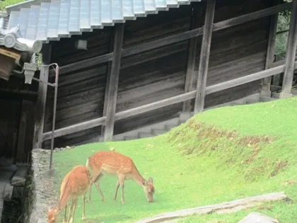 東大寺二月堂の鹿