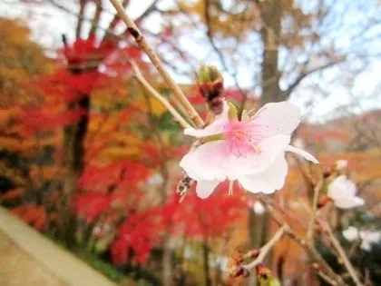 長谷寺の寒桜