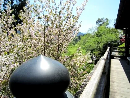長谷寺能満院の桜