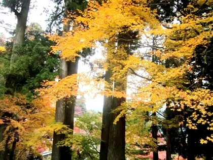 談山神社の黄葉
