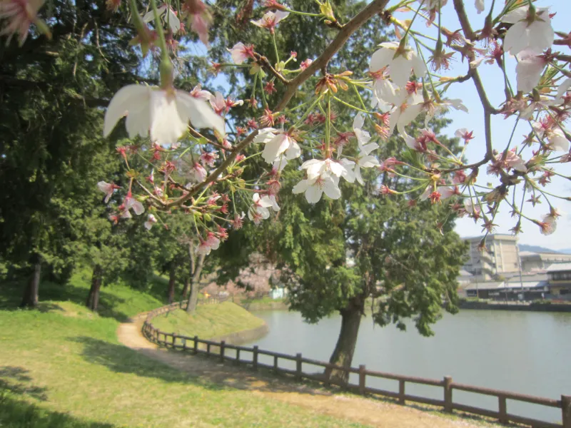 黒塚古墳の桜
