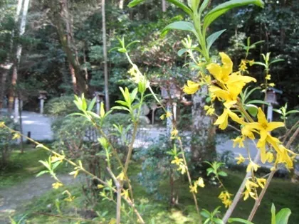 狭井神社のレンギョウ