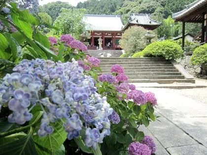 矢田寺本堂と紫陽花