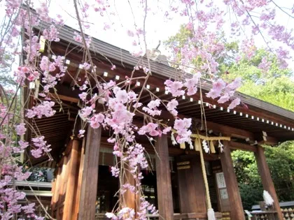 飛鳥坐神社の枝垂れ桜