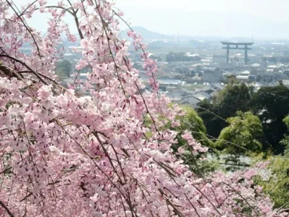 大神神社の桜・大美和の杜展望台の桜