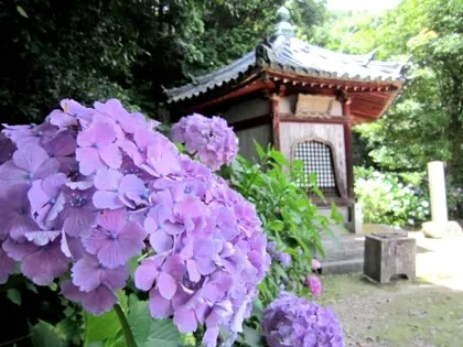 矢田寺舎利堂と紫陽花