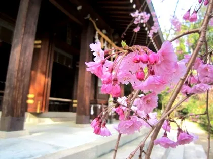 飛鳥坐神社の枝垂れ桜