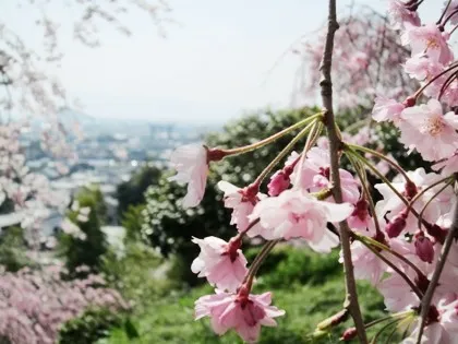 大神神社枝垂れ桜の蕾