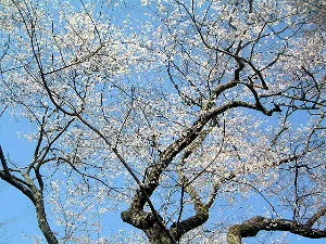 談山神社の薄墨桜