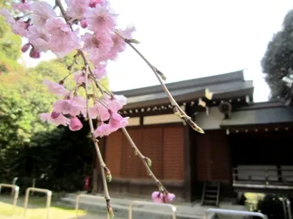 飛鳥坐神社神楽殿と桜