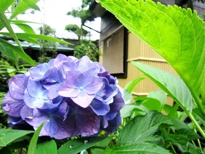 大正楼中庭の紫陽花