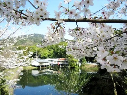 三輪山と桜の風景