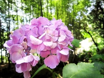 矢田寺本堂裏山の紫陽花