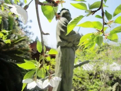 聖徳太子像と桜